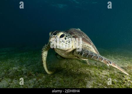 face to face with a Green sea turtle grazing on seagrass in Mayotte’s lagoon, a peaceful encounter showcasing marine biodiversity and natural beauty. Stock Photo