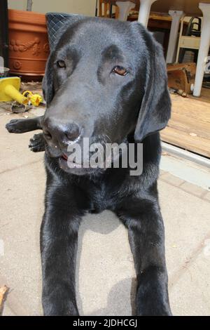 Photograph of a black Labrador Retriever. Labrador puppy in close-up. Black dog face, eyes, ears, nose, paws. Pet in the garden. Macro Photography. Stock Photo