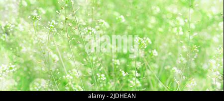 Meadow grass in sunlight and glare. Natural background. Stock Photo