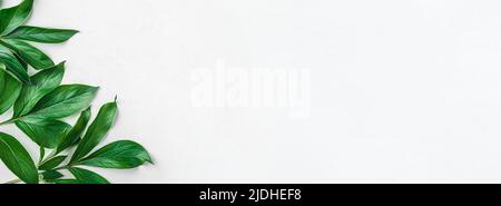 Green leaves of the plant on a white background. Stock Photo