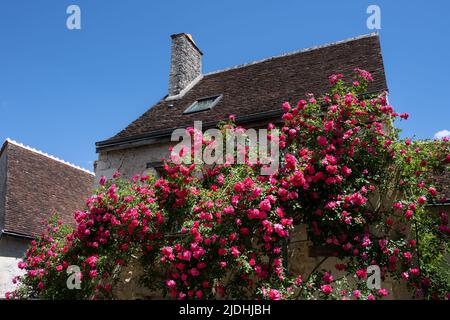 House covered in pink roses in Chedigny, Indre-et-Loire, France, in spring Stock Photo