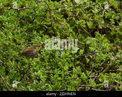 A robin perched on a branch in front of a bush, orange-red against green, poised and about to take flight through the tangled foliage. Stock Photo