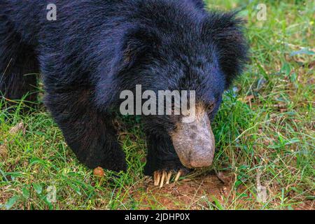 sri lanka sloth bear head and shoulders looking at the camera  front claws extended to dig earth Stock Photo