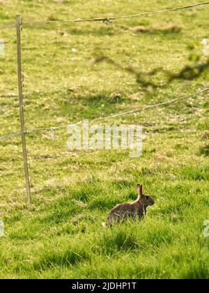 A cautious, watchful rabbit pauses for a moment in the long grass of a field edge, bathed in bright, warm evening sunshine. Stock Photo