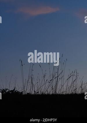 Stems of long, feathery, hilltop grass, silhouetted by a purple, crepuscular, sunset sky where sparse, fluffy clouds reflect the last pink sunbeams. Stock Photo