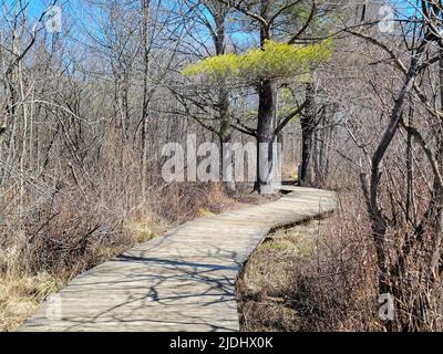 Wooden walkway in springtime woods with blue sky Stock Photo