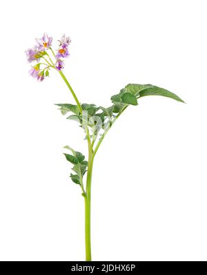 Potato bush with pink flowers isolated on white background. Flowering potato bush. Clipping path Stock Photo