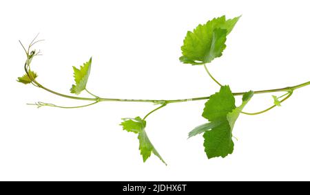 Grape leaves vine branch with tendrils, isolated on white background, clipping path. Green branch of grape vine Stock Photo