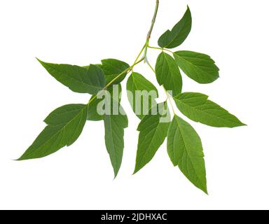 Ashleaf maple branch isolated on white background. Maple acer negundo leaves Stock Photo