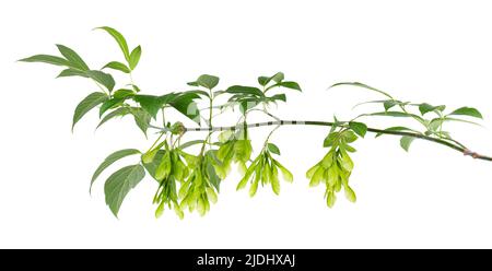 Ashleaf maple branch isolated on white background. Maple Acer negundo leaves and seeds Stock Photo