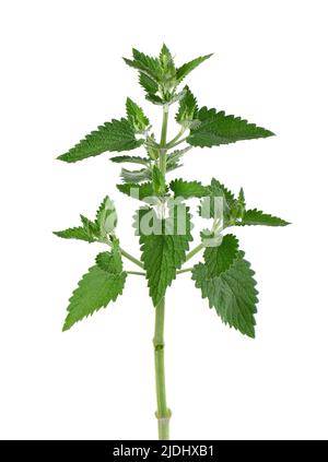 Lemon balm branch isolated on white background. Melissa plant. Fresh green leaf mint. Clipping path Stock Photo