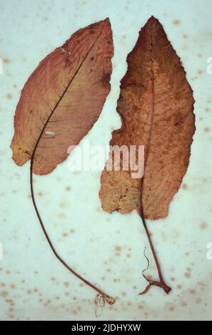 Two brown red leaves of Broad-leaved dock or Rumex obtusifolius lying on antique paper Stock Photo