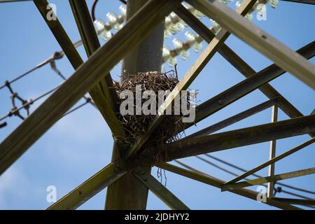 Large bird nest in a lattice electrical power tower in the New Forest Hampshire UK. Stock Photo