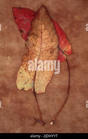 One yellow leaf turning brown and one red leaf of Broad-leaved dock or Rumex obtusifolius lying on brown antique paper Stock Photo