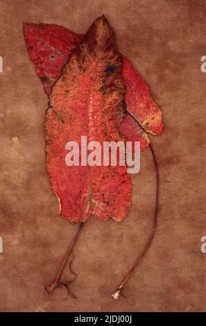 Two red leaves of Broad-leaved dock or Rumex obtusifolius lying on brown antique paper Stock Photo