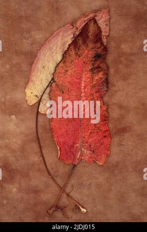 One red leaf and one yellow pink leaf of Broad-leaved dock or Rumex obtusifolius lying on brown antique paper Stock Photo