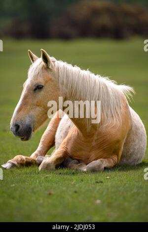 Telephoto lens close up of a beautiful powerful  light coloured horse with long mane laid down with copy space for headlines. Stock Photo