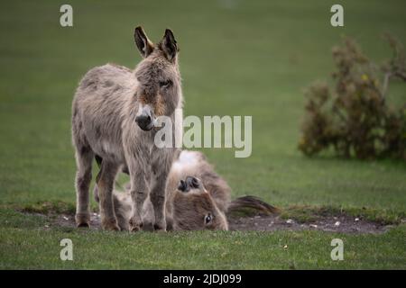 Two New Forest donkeys with one rolling on back in a dust bowl in a cute amusing image. ( image set) Stock Photo