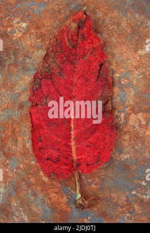 Single red leaf turning brown of Broad-leaved dock or Rumex obtusifolius lying on rusty metal Stock Photo