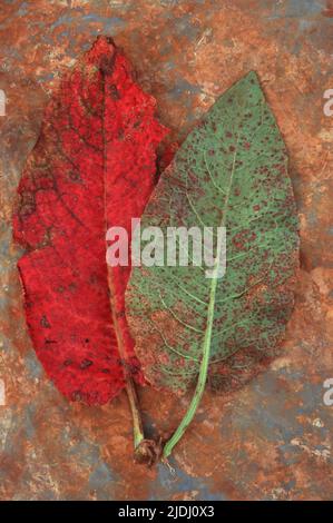 Red leaf and mottled green and red leaf of Broad-leaved dock or Rumex obtusifolius lying on rusty metal Stock Photo