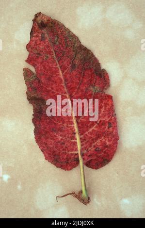 Back of single red leaf turning brown of Broad-leaved dock or Rumex obtusifolius lying on antique paper Stock Photo