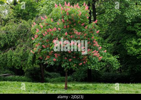 Horse Chesnut  or Conker Tree with deep orange flowers in full bloom on a sunny, Spring day Stock Photo
