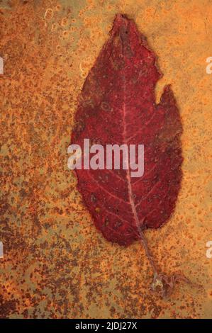 Dried red leaf of Broad-leaved dock or Rumex obtusifolius lying on mottled rusty metal sheet Stock Photo
