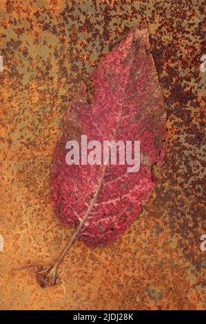 Dried red leaf of Broad-leaved dock or Rumex obtusifolius lying on mottled rusty metal sheet Stock Photo