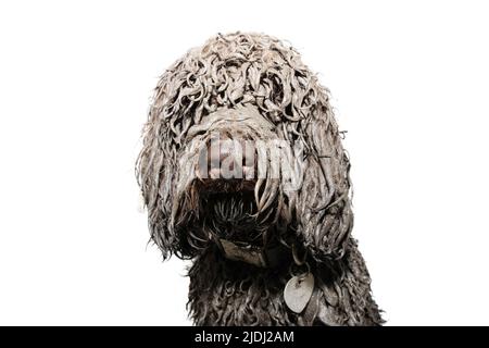Portrait funny dirty poodle puppy dog after play in a mud puddle. Isolated on white background Stock Photo