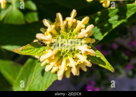 Jerusalem sage (Phlomis fruticosa) yellow flowers in summer with a housefly (Musca domestica) Stock Photo