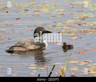 Common Loon swimming and caring for baby chick loon with water lily pads foreground and background and enjoying the miracle new life . Stock Photo