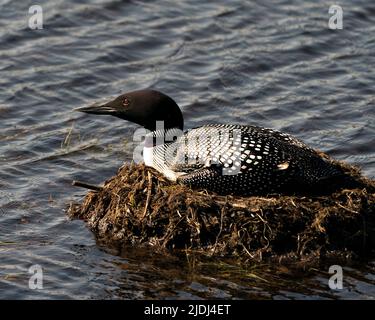 Loon nesting and protecting brood eggs  in its environment and habitat with a blur blue water background. Loon Nest Image. Stock Photo