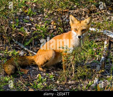 Red Fox sitting and basking in the last rays of the setting evening sun in its environment and habitat surrounding with a foliage background. Fox Imag Stock Photo