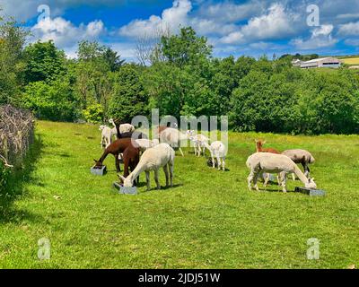 Alpaca's on a farm in Cornwall Stock Photo