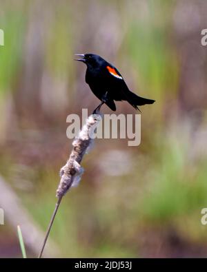 Red-Winged Blackbird close-up, perched on a cattail plant with blur background in its environment and habitat surrounding displaying open beak. Stock Photo