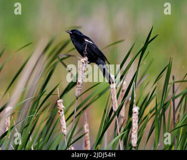 Red-Winged Blackbird close-up profile side view, perched on a cattail plant with blur foliage background in its environment and habitat surrounding. Stock Photo