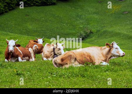 Cows lying down in a meadow, Lauterbrunnen, Canton of Bern, Switzerland Stock Photo