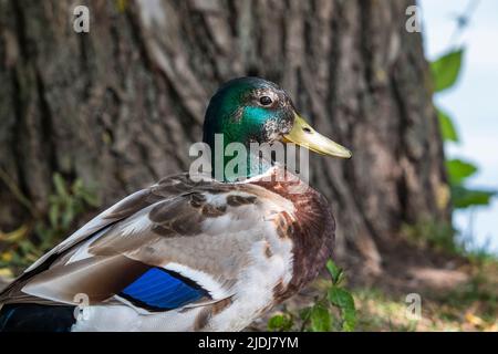 Portrait of a colorful mallard drake in front of a tree, close-up Stock Photo