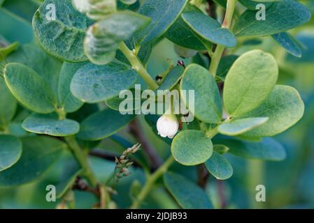 Vaccinium uliginosum (bog bilberry, bog blueberry, northern bilberry or western blueberry) is a Eurasian and North American flowering plant in the gen