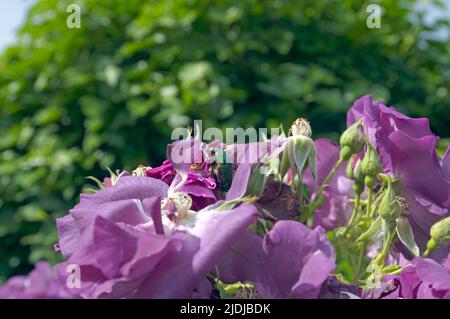 Green, iridescent Rose Chafer Beetle on a purple rose, English garden, June 2022. Cetonia Aurata.