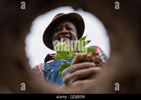 An african farmer is planting a tomato plant in the field, photo from below Stock Photo