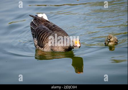 Greylag geese, anser anser, with young goslings swimming on a lake Stock Photo
