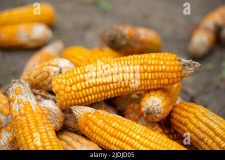 Photograph of freshly picked sweet corn on the cob with husk on and one husk removed, getting ready for cooking. Stock Photo