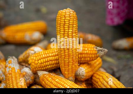 Photograph of freshly picked sweet corn on the cob with husk on and one husk removed, getting ready for cooking. Stock Photo