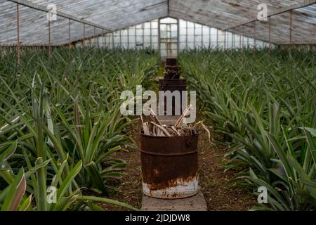 Bucket with organic matter, to be used in smoke. The Azores Pineapple is produced in whitewashed glass greenhouses. São Miguel Island, Azores Stock Photo