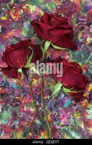 Three dried deep red roses lying with their stems on dish with complex pattern of roses of similar colour Stock Photo