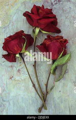 Three dried deep red roses lying with their stems and leaves on marbled slate stone Stock Photo