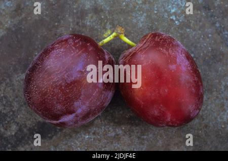 Two dark red plums or Prunus domestica Marjories seedling joined by their stalks lying on tarnished metal plate Stock Photo