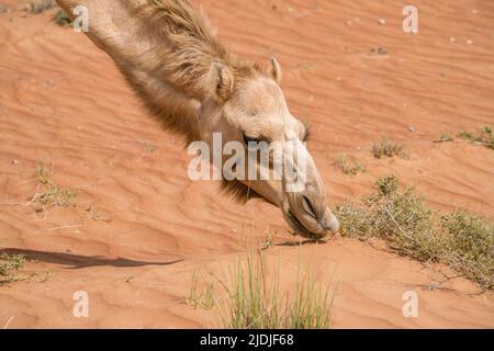 Detail shot of head and neck of Arabian, or also dromedary camel feeding on bushes on a hot day in the desert of Wahiba Sands, Oman. Majestic desert a Stock Photo