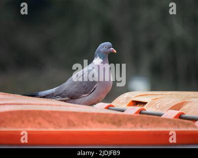 Common woodpigeon (Columba palumbus) stood on a commercial bin, Hampshire, UK Stock Photo